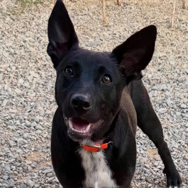 Enlarge Sunny (9mo), a Adoptable mixed breed in Spring Hill, TN image 3/6