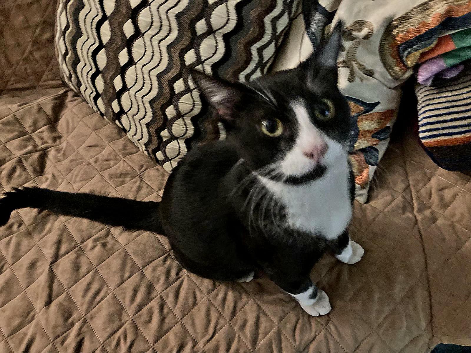 Enlarge Boots, a Adoptable mixed breed in BEVERLY HILLS, CA image 3/6