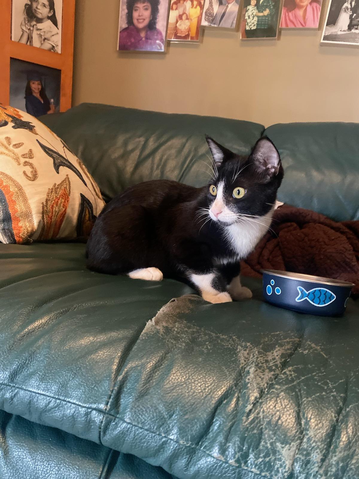 Enlarge Boots, a Adoptable mixed breed in BEVERLY HILLS, CA image 4/6