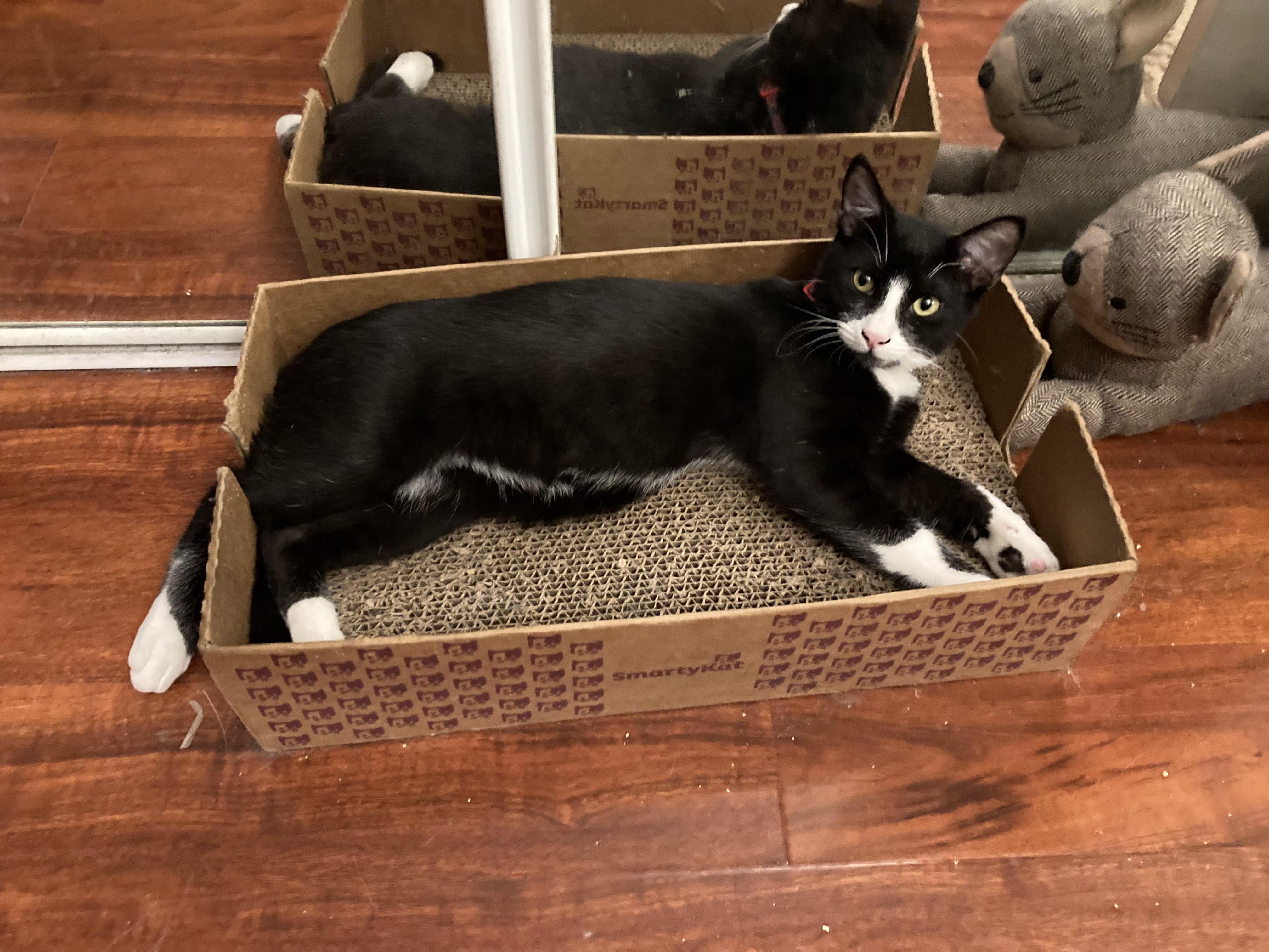 Enlarge Boots, a Adoptable mixed breed in BEVERLY HILLS, CA image 5/6