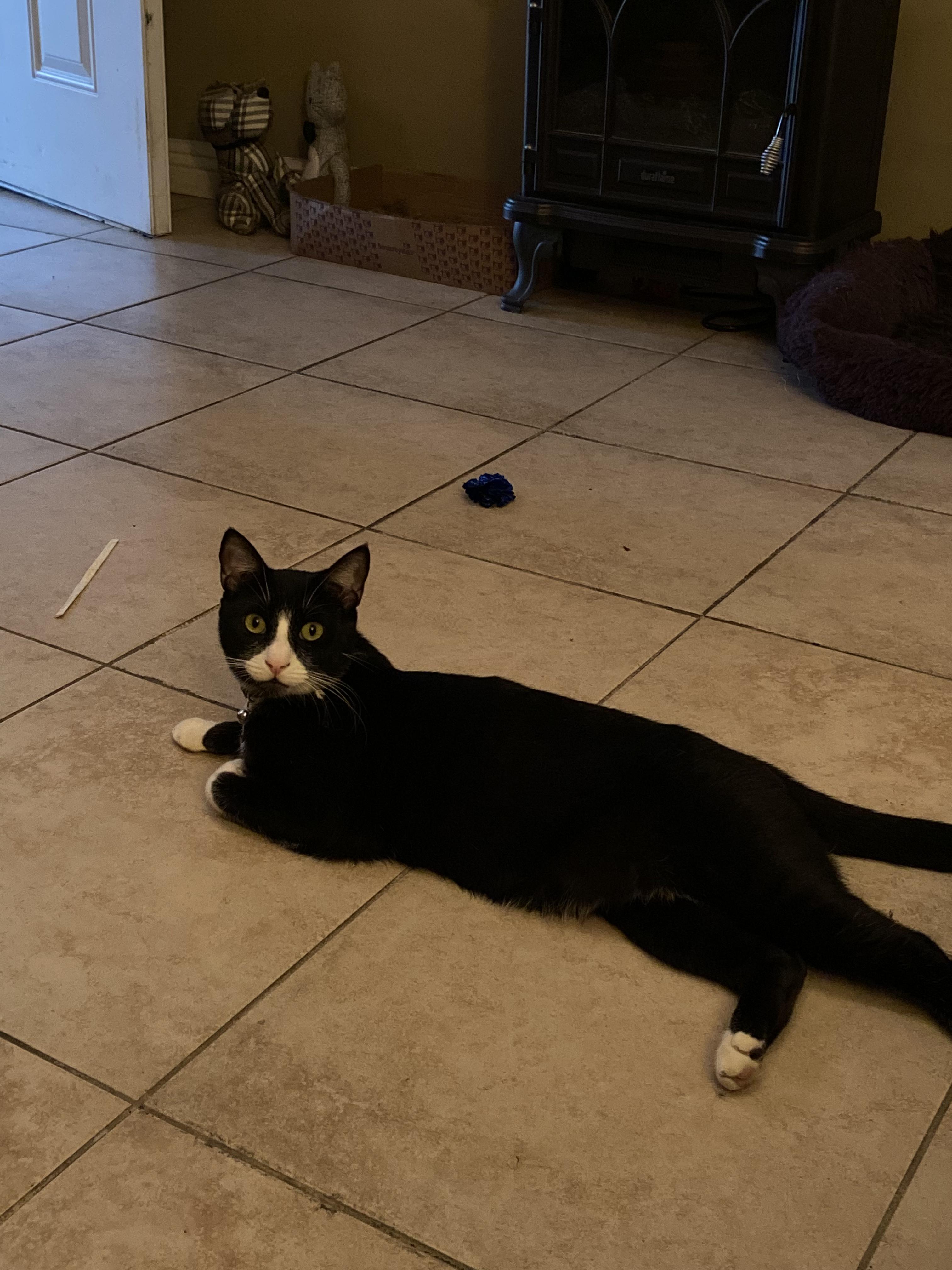 Enlarge Boots, a Adoptable mixed breed in BEVERLY HILLS, CA image 4/6