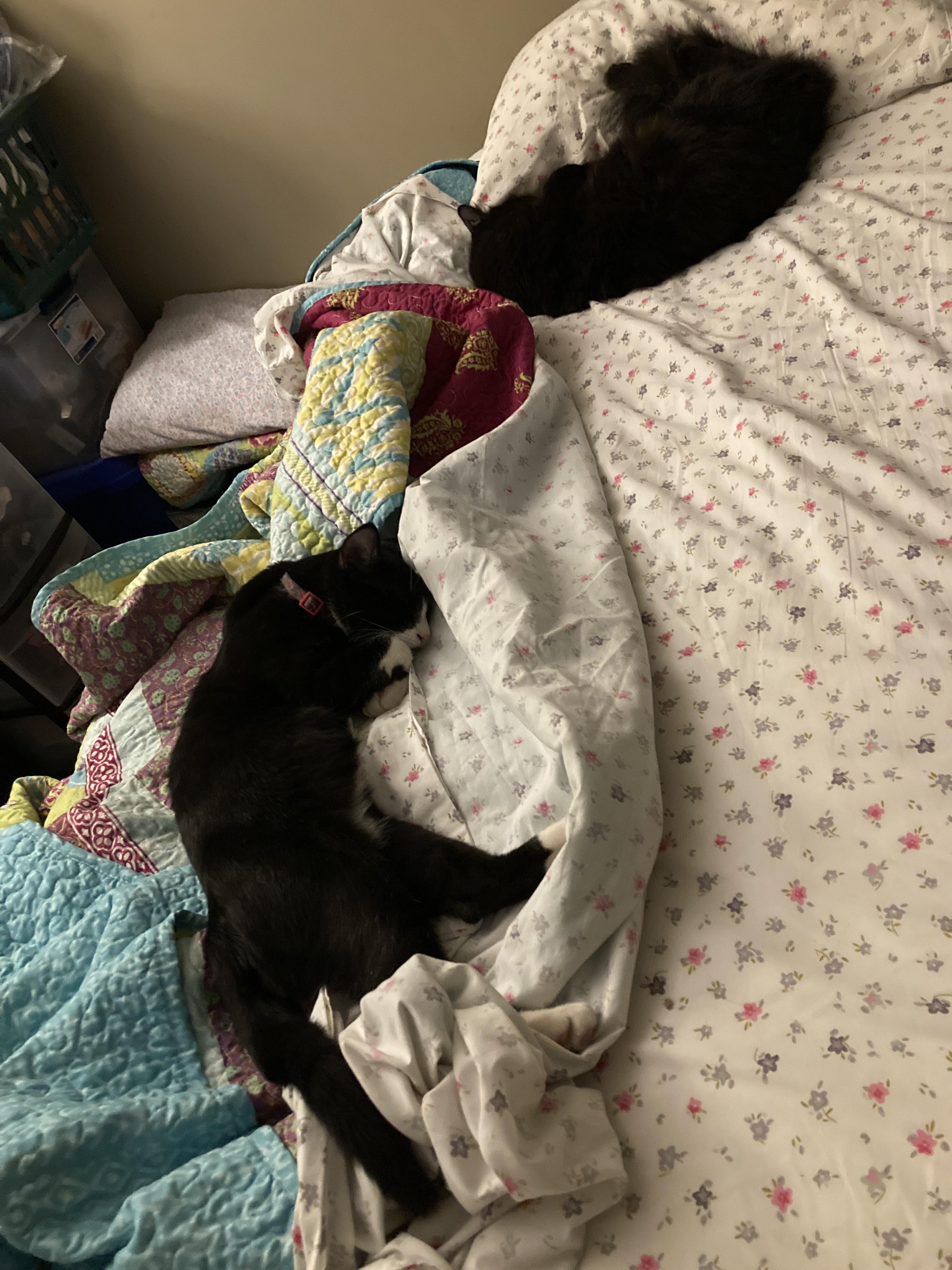 Enlarge Boots, a Adoptable mixed breed in BEVERLY HILLS, CA image 6/6