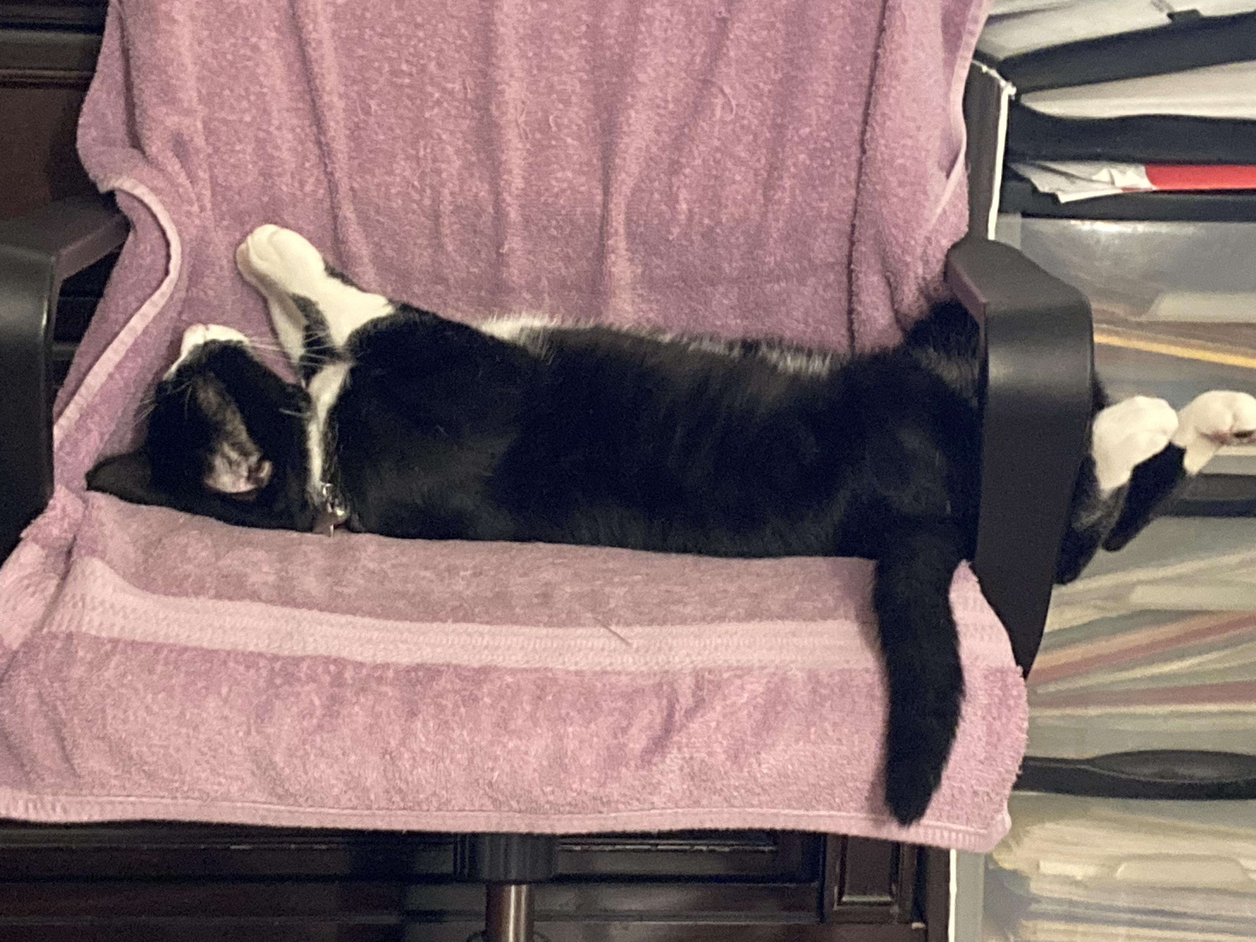 Enlarge Boots, a Adoptable mixed breed in BEVERLY HILLS, CA image 3/6