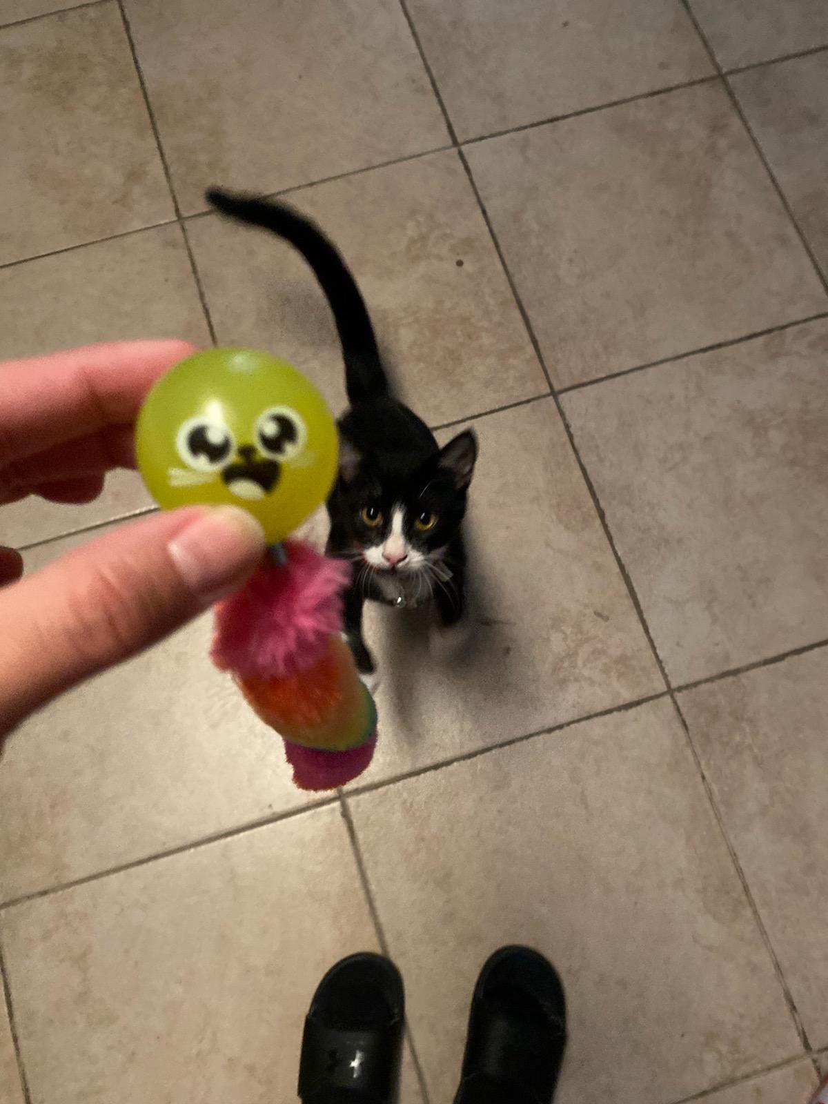 Enlarge Boots, a Adoptable mixed breed in BEVERLY HILLS, CA image 1/6