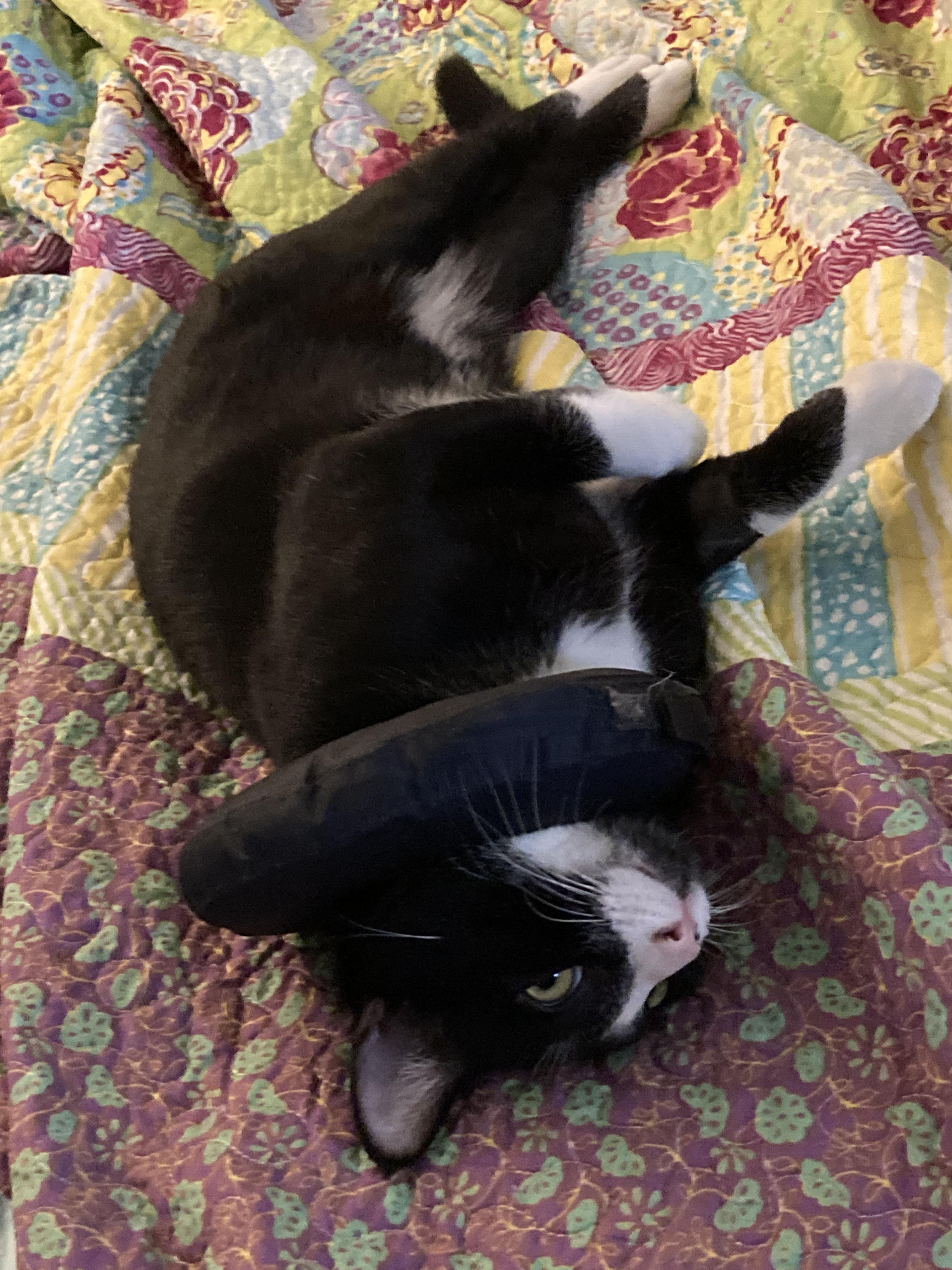 Enlarge Boots, a Adoptable mixed breed in BEVERLY HILLS, CA image 2/6