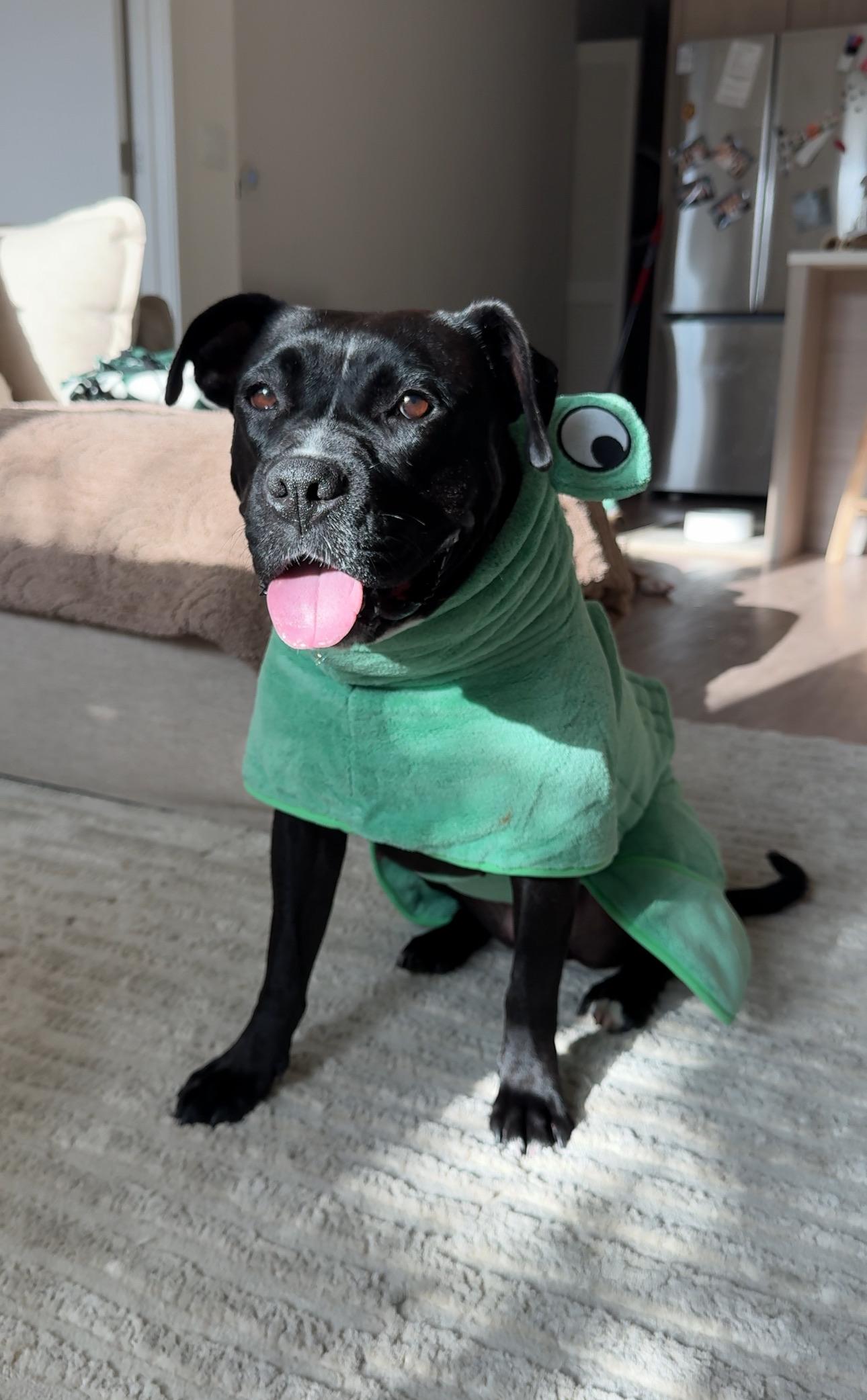 Meet Darla Your Once-in-a-Lifetime Soul Dog Darla has been through a lot but youd never know it 