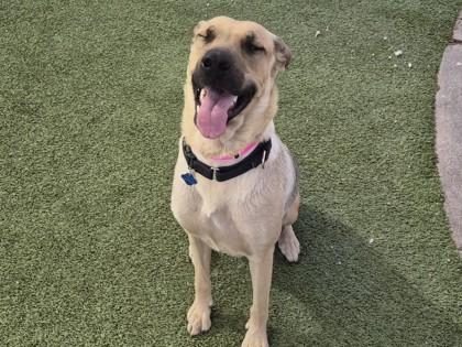 Sunshine, Adoptable, Adult Female Labrador Retriever & German Shepherd Dog.