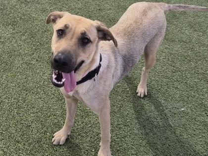 Enlarge Sunshine, a Adoptable mixed breed in Phoenix, AZ image 2/3