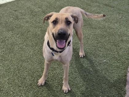 Enlarge Sunshine, a Adoptable mixed breed in Phoenix, AZ image 3/3