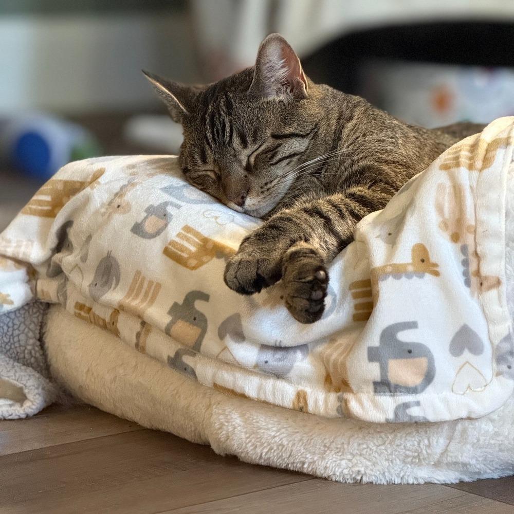 Snickers 2024, Adoptable, Young Male Domestic Short Hair.