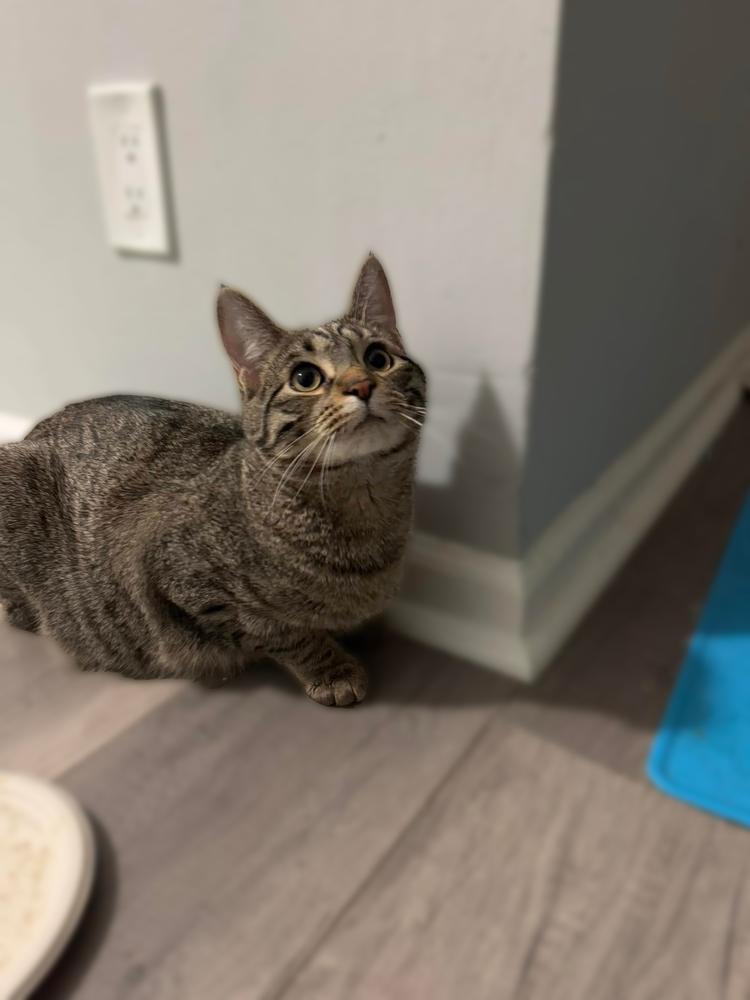 Snickers 2024, Adoptable, Young Male Domestic Short Hair.