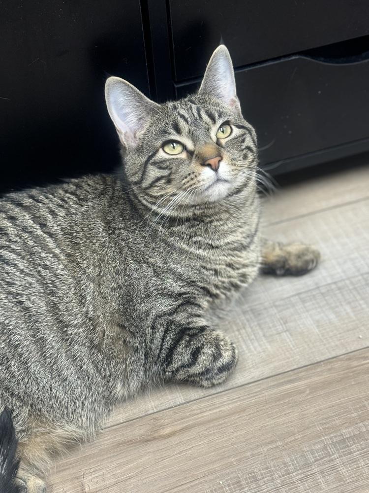 Enlarge Snickers 2024, a Adoptable Domestic Short Hair in Mount Laurel, NJ image 2/6