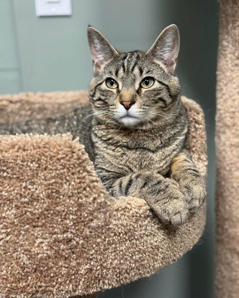 Enlarge Snickers 2024, a Adoptable Domestic Short Hair in Mount Laurel, NJ image 3/6