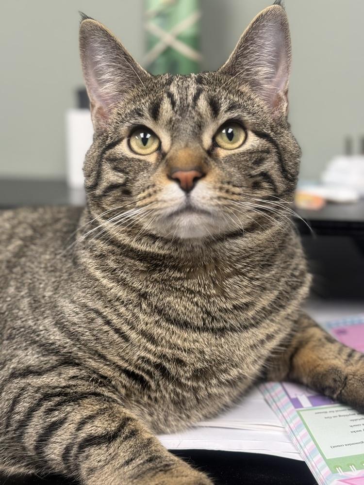 Enlarge Snickers 2024, a Adoptable Domestic Short Hair in Mount Laurel, NJ image 3/6