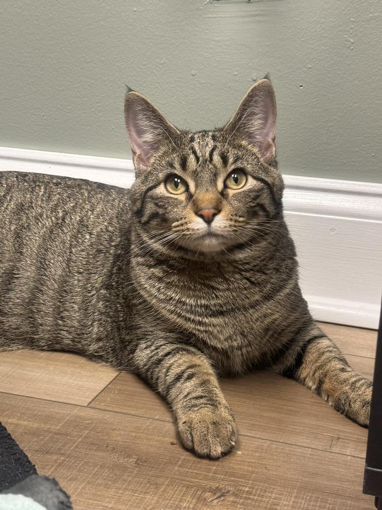 Enlarge Snickers 2024, a Adoptable Domestic Short Hair in Mount Laurel, NJ image 4/6