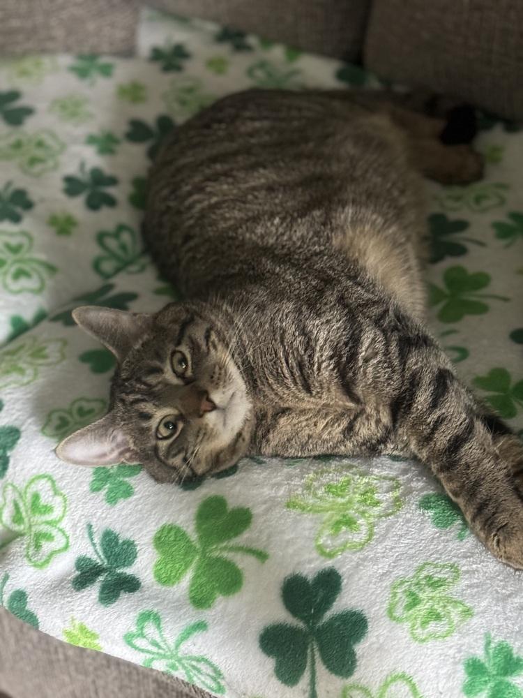 Enlarge Snickers 2024, a Adoptable Domestic Short Hair in Mount Laurel, NJ image 5/6