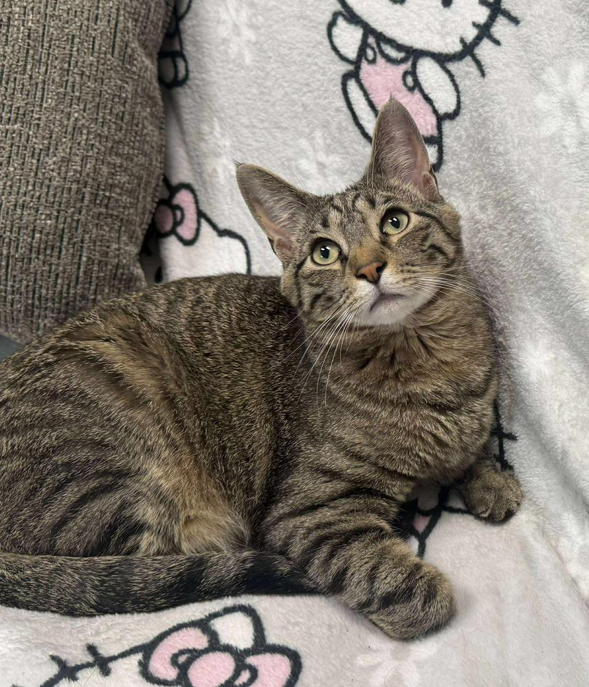 Enlarge Snickers 2024, a Adoptable Domestic Short Hair in Mount Laurel, NJ image 6/6