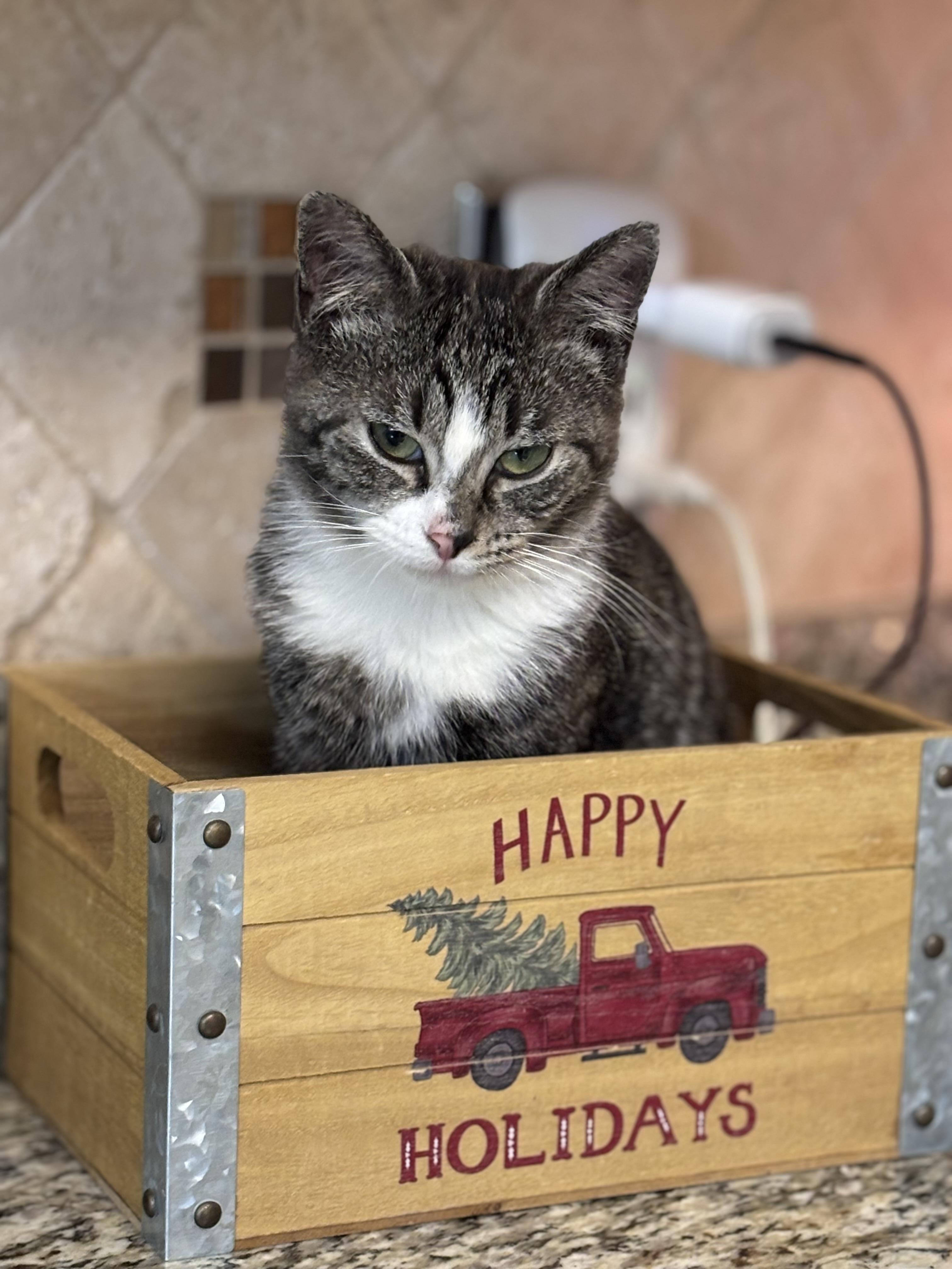 Enlarge Ivy, a ADOPTABLE Domestic Short Hair in Easley, SC image 1/2