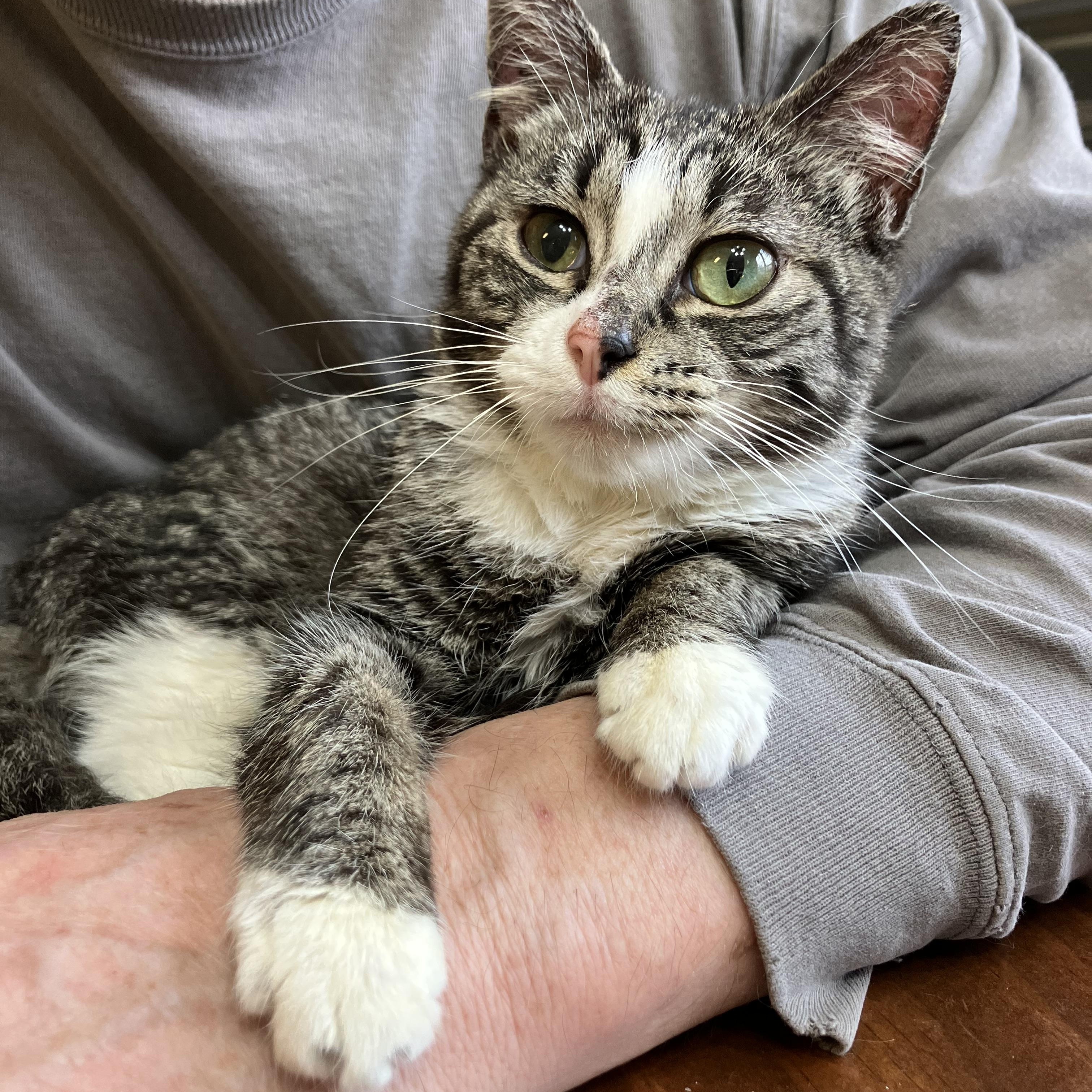 Enlarge Ivy, a ADOPTABLE Domestic Short Hair in Easley, SC image 2/2