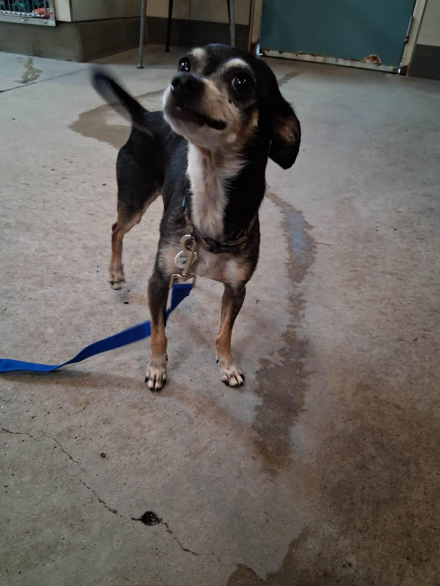 Enlarge Radar, a Adoptable Chihuahua in Phoenix, AZ image 6/6