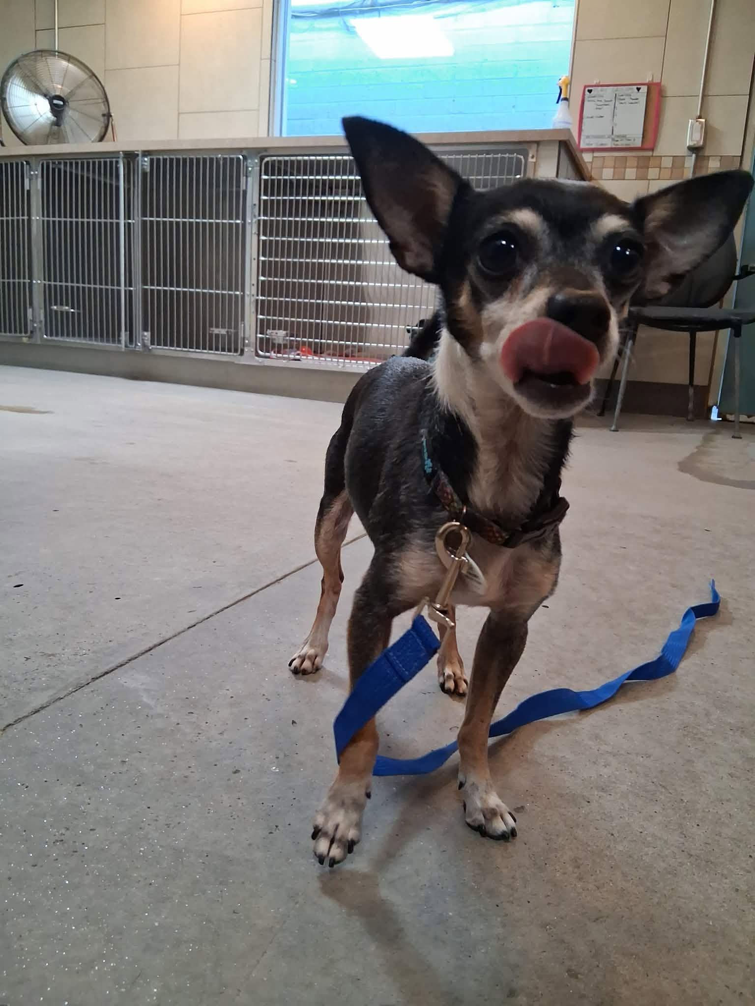 Enlarge Radar, a Adoptable Chihuahua in Phoenix, AZ image 1/6