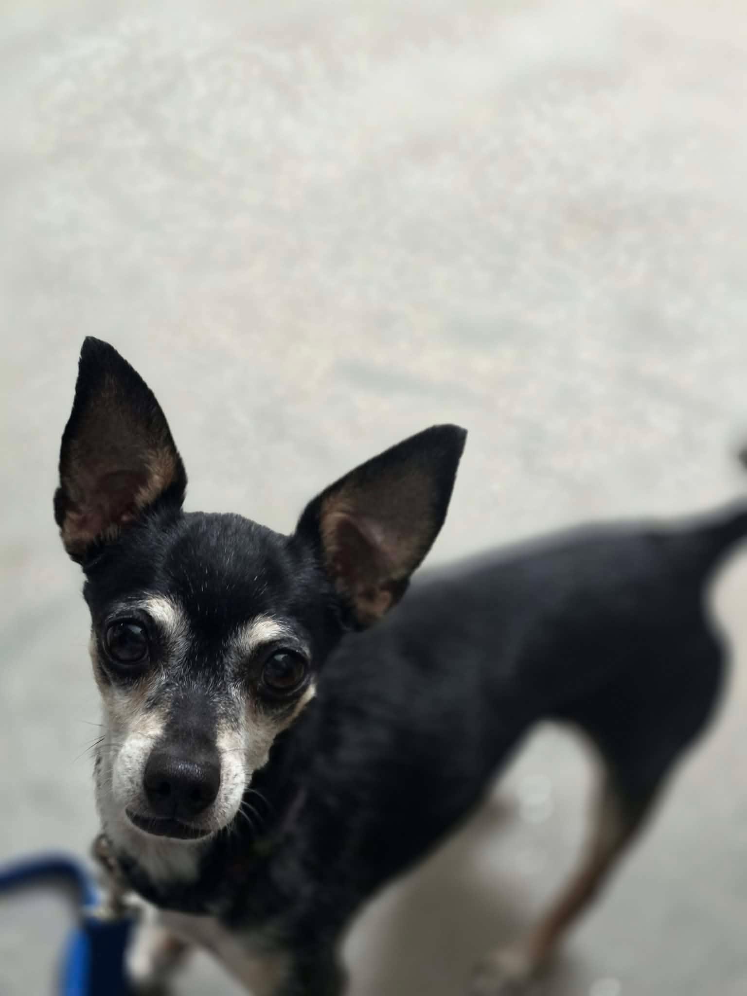 Enlarge Radar, a Adoptable Chihuahua in Phoenix, AZ image 4/6