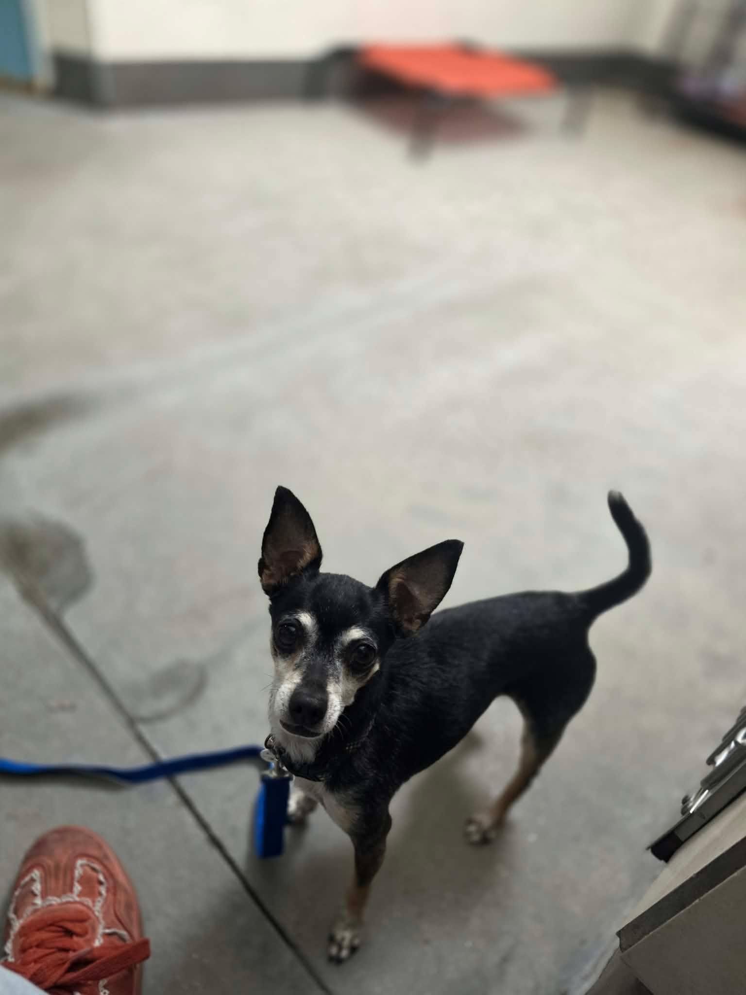 Enlarge Radar, a Adoptable Chihuahua in Phoenix, AZ image 5/6