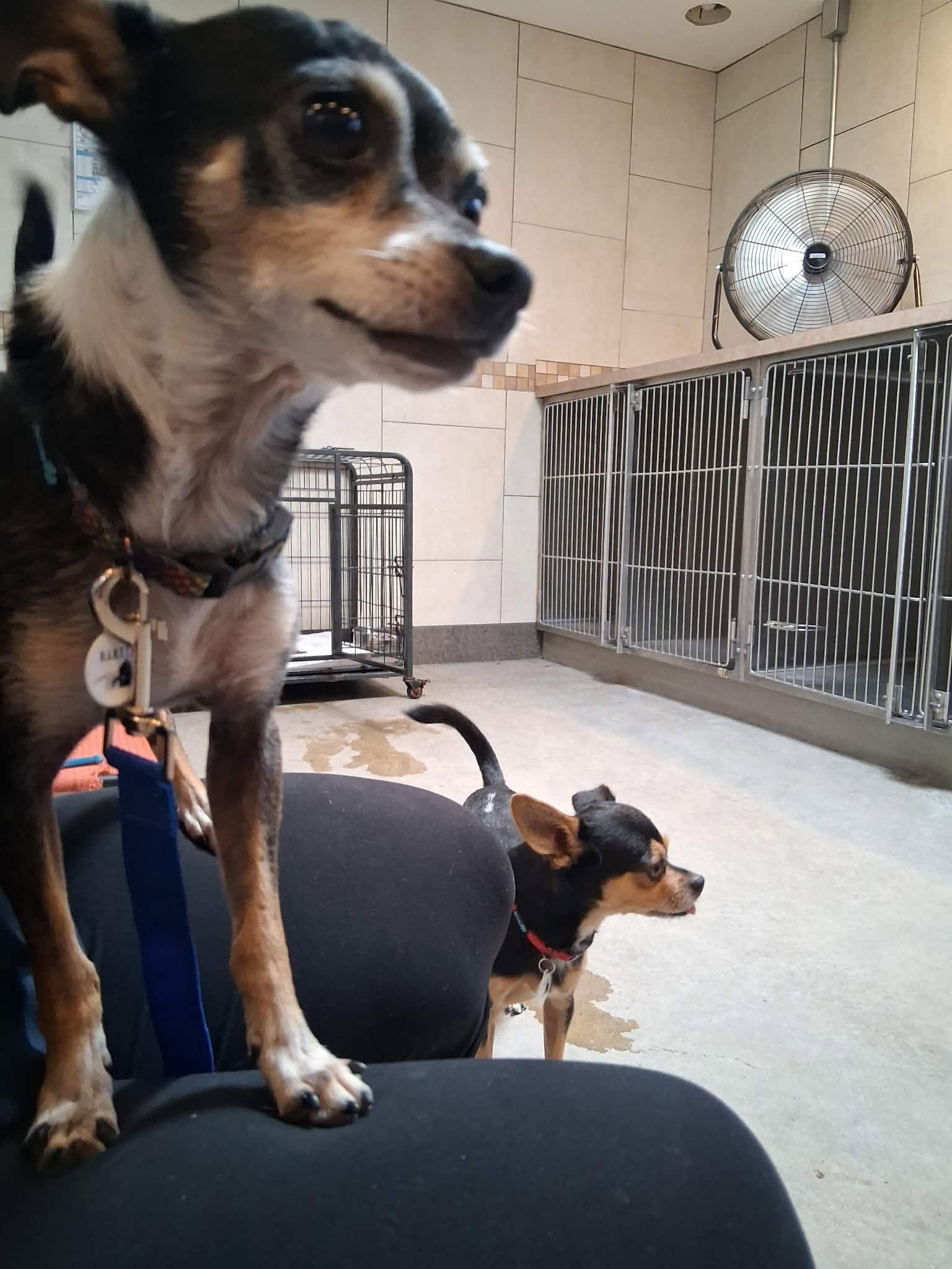Enlarge Radar, a Adoptable Chihuahua in Phoenix, AZ image 2/6