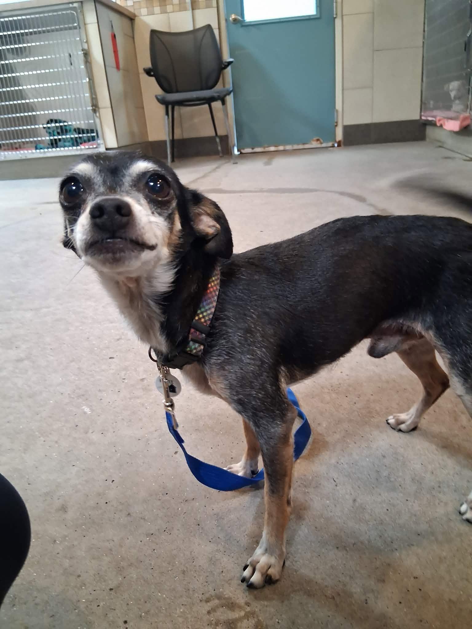 Enlarge Radar, a Adoptable Chihuahua in Phoenix, AZ image 3/6