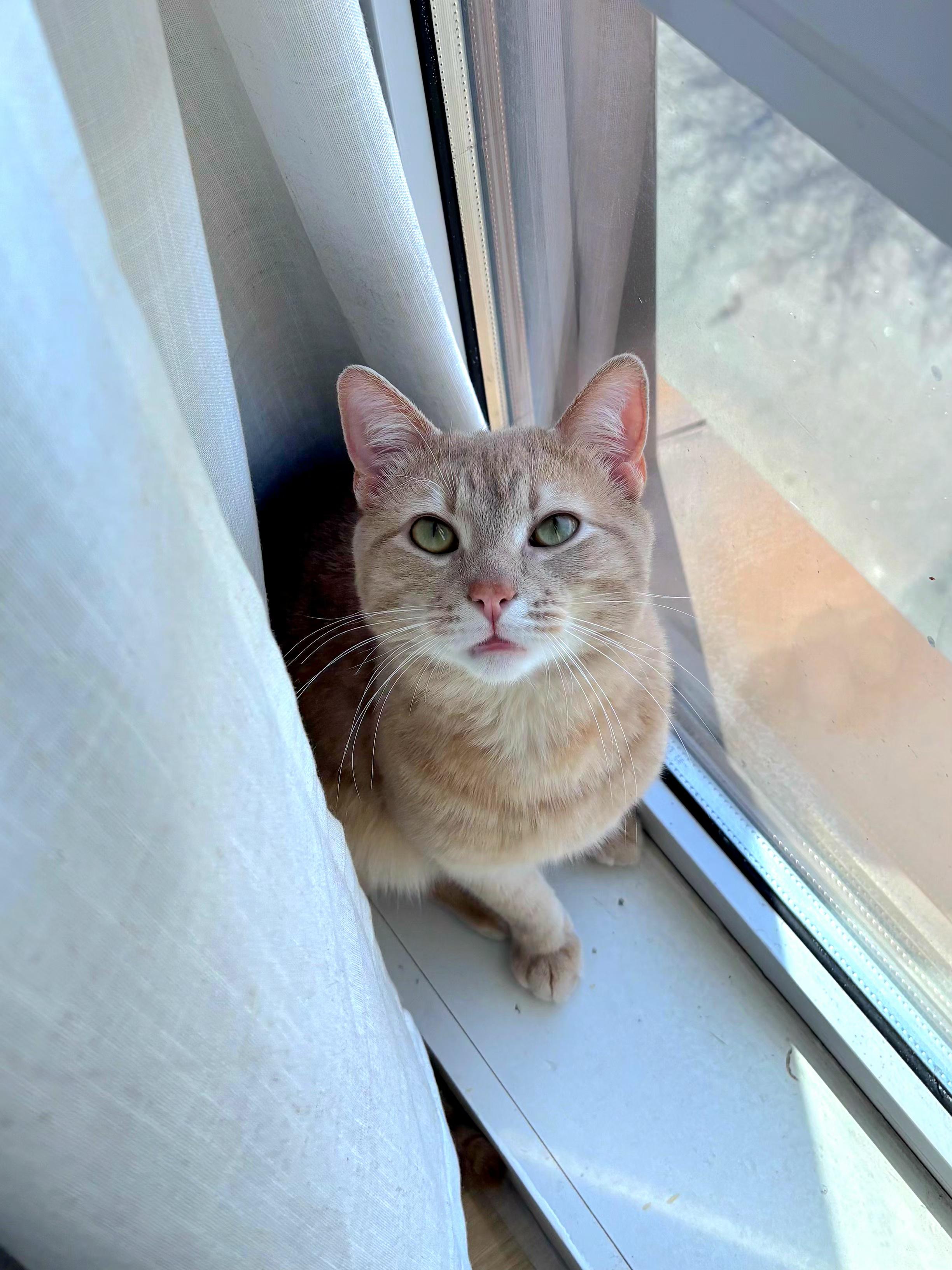 Enlarge Flareon , an adopted Domestic Short Hair in Brooklyn, NY image 2/2