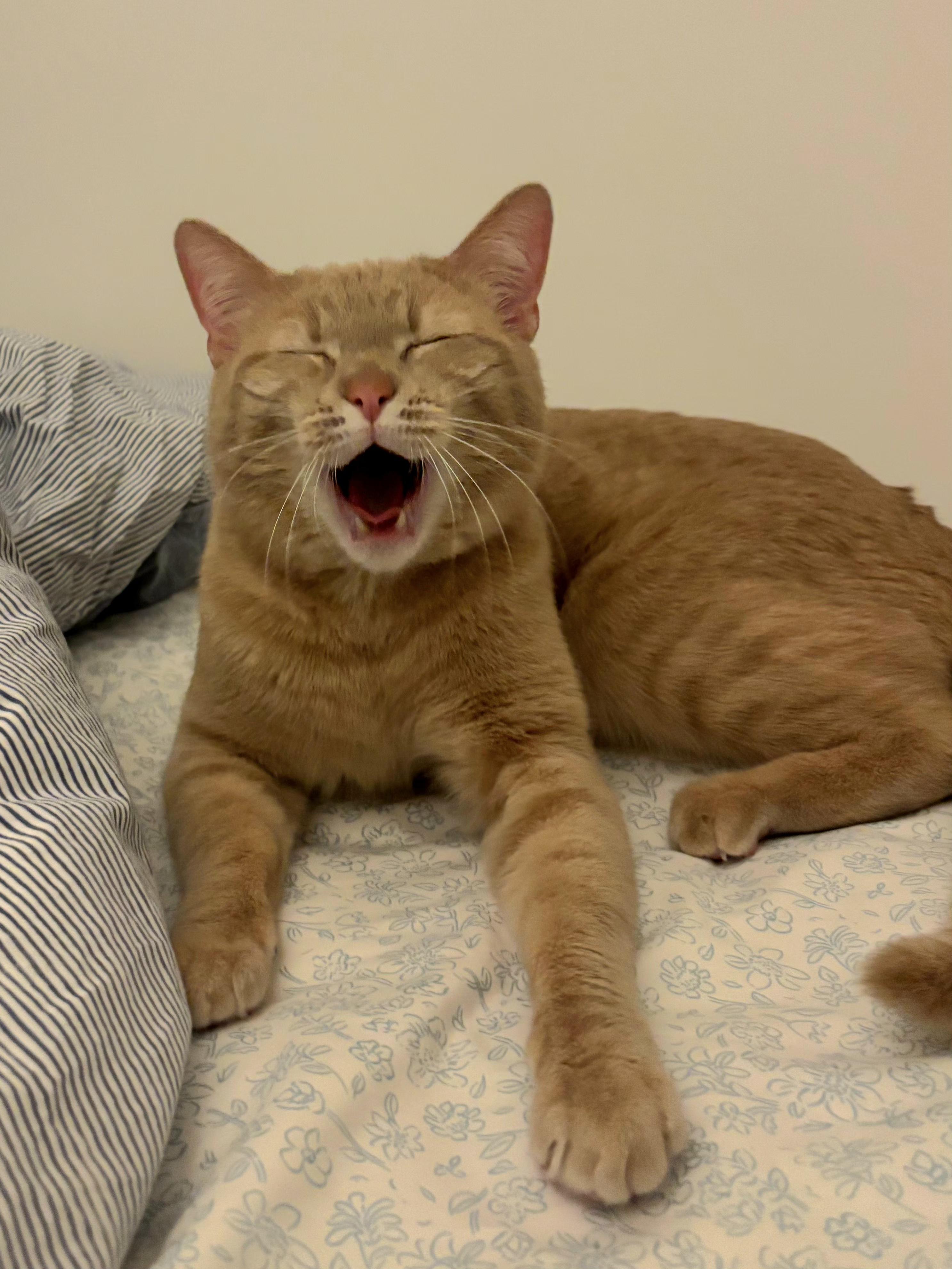 Flareon , adopted, Young Female Domestic Short Hair.