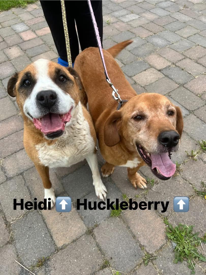 Heidi and Huckleberry, a ADOPTABLE Mixed Breed in Howes Cave, NY image 1/3
