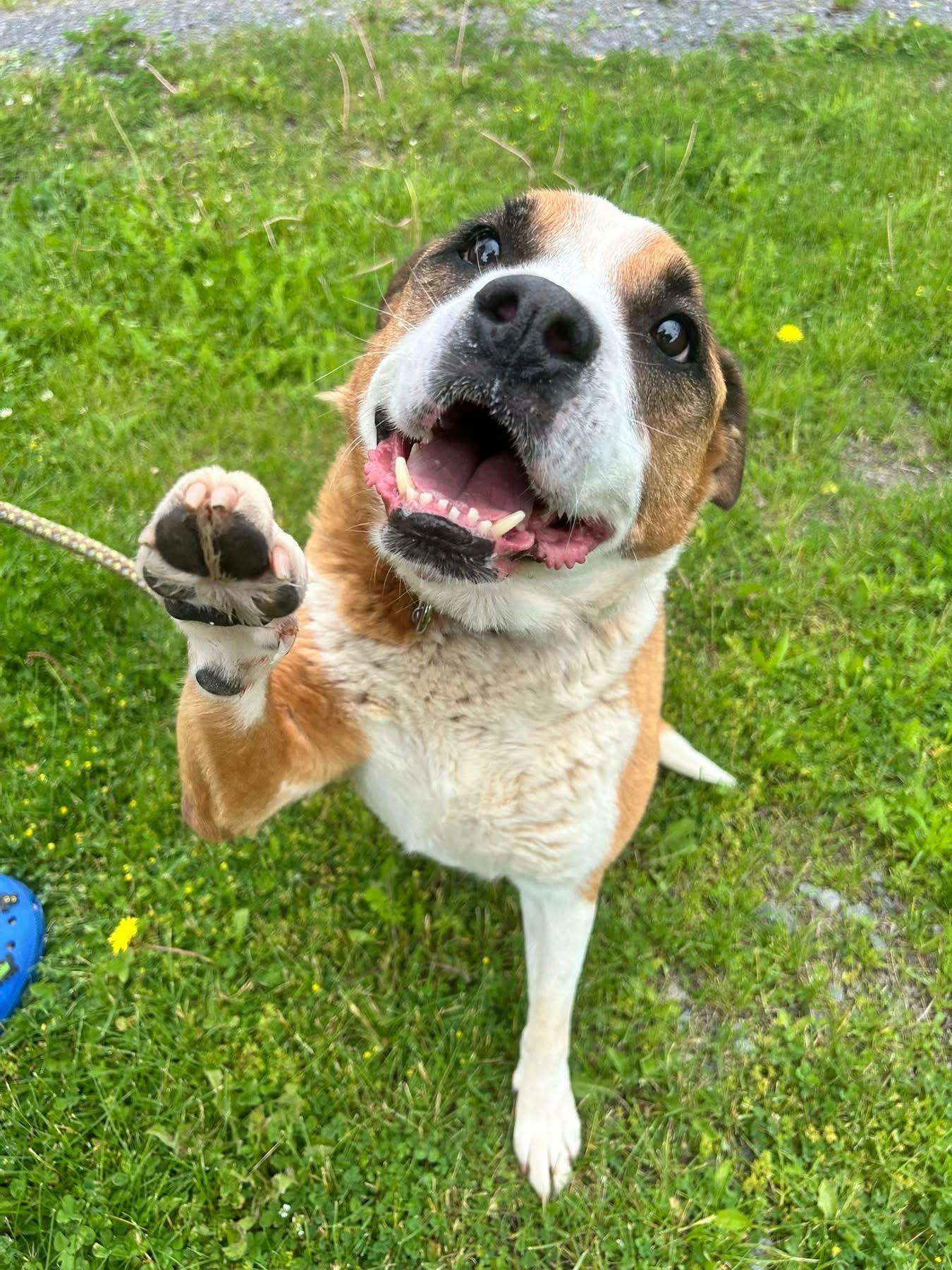 Heidi and Huckleberry, a ADOPTABLE Mixed Breed in Howes Cave, NY image 2/3