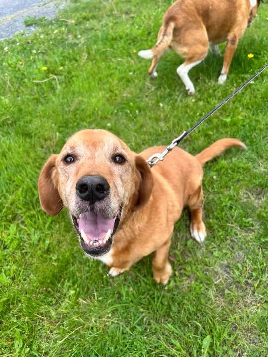 Heidi and Huckleberry, a ADOPTABLE Mixed Breed in Howes Cave, NY image 3/3
