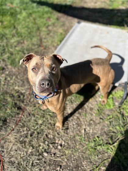 Mia, Adoptable, Puppy Female Pit Bull Terrier & Mixed Breed.