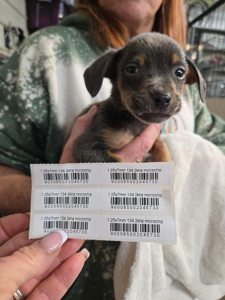 Enlarge Jade pup - Dancer, a Adoptable mixed breed in Warrenton, MO image 1/5