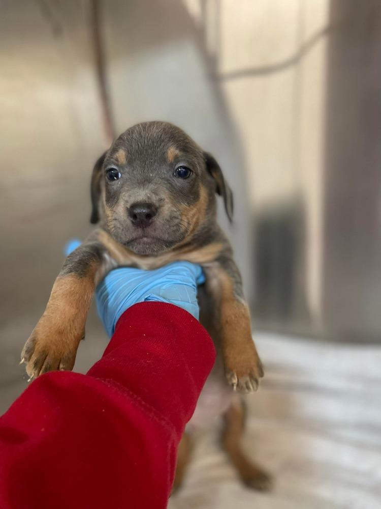 Enlarge Jade pup - Dancer, a Adoptable mixed breed in Warrenton, MO image 2/5