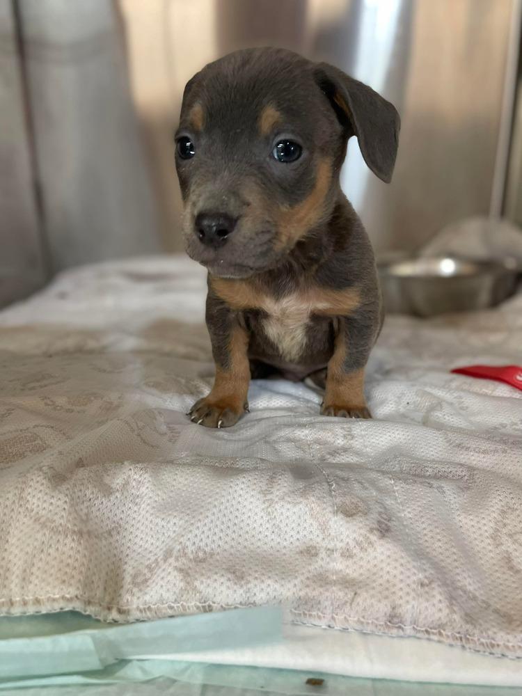 Enlarge Jade pup - Dancer, a Adoptable mixed breed in Warrenton, MO image 3/5