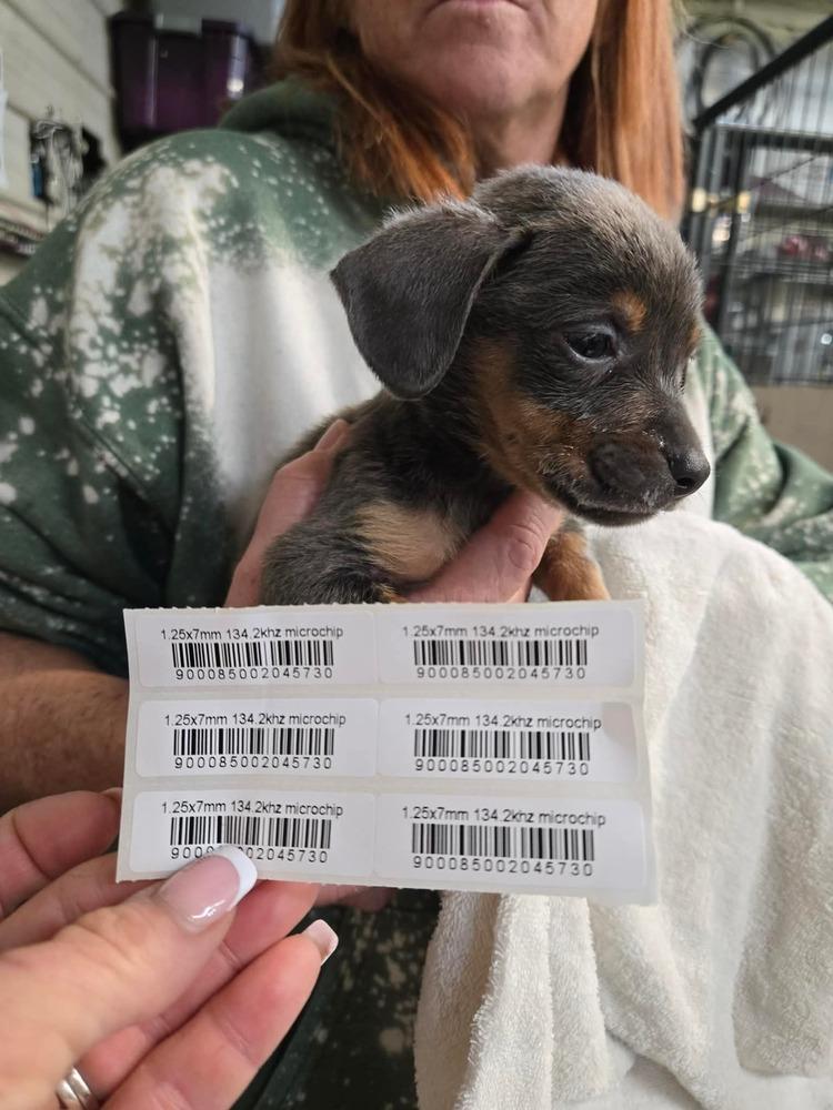 Enlarge Jade pup - Dancer, a Adoptable mixed breed in Warrenton, MO image 4/5