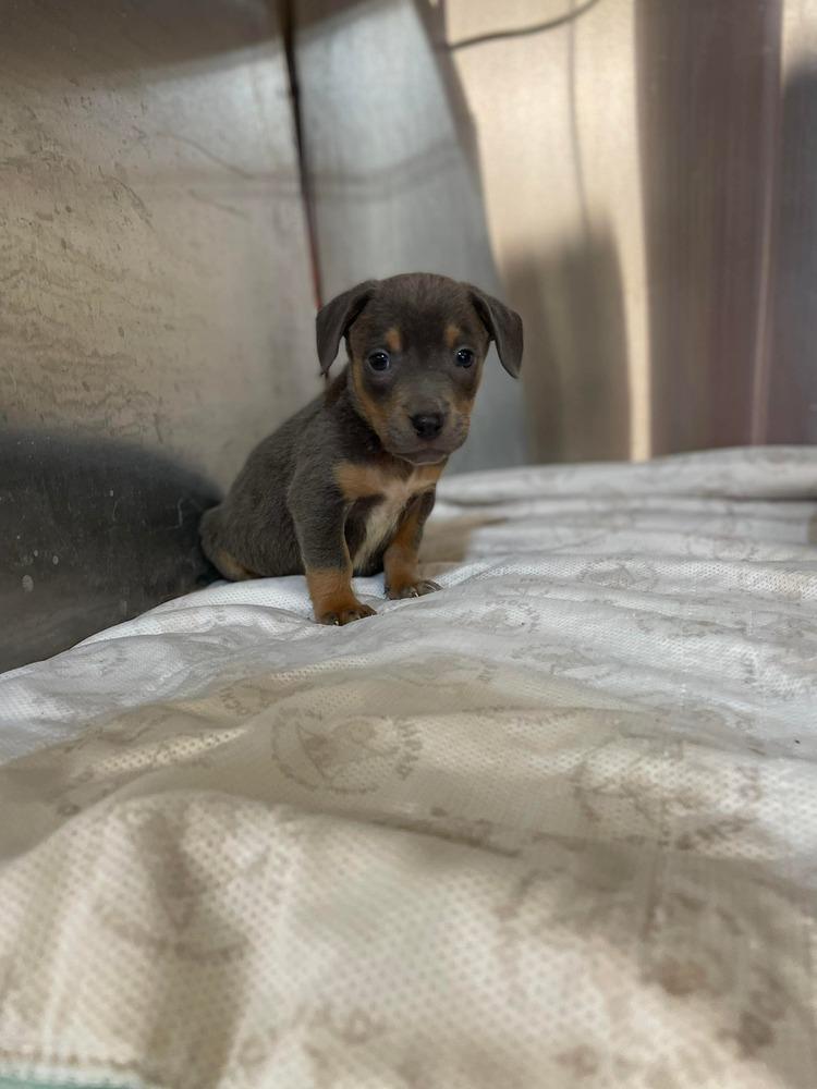 Enlarge Jade pup - Dancer, a Adoptable mixed breed in Warrenton, MO image 5/5