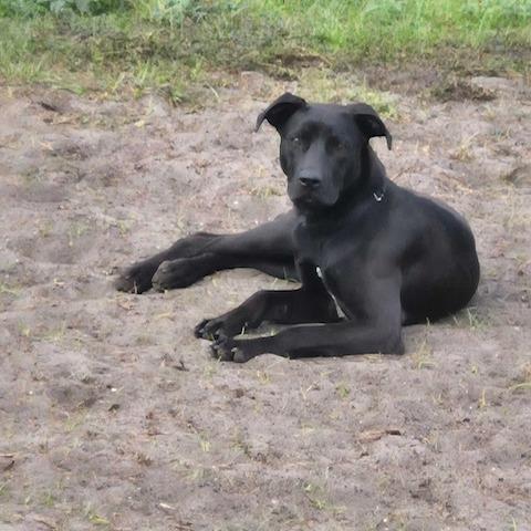 ROWAN (520), Adoptable, Young Male Hound & Mixed Breed.