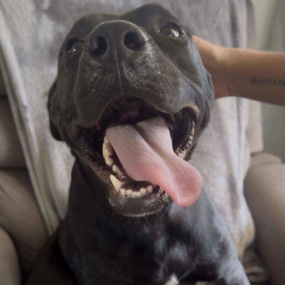 Enlarge ROWAN (520), a Adoptable mixed breed in Indiantown, FL image 4/6
