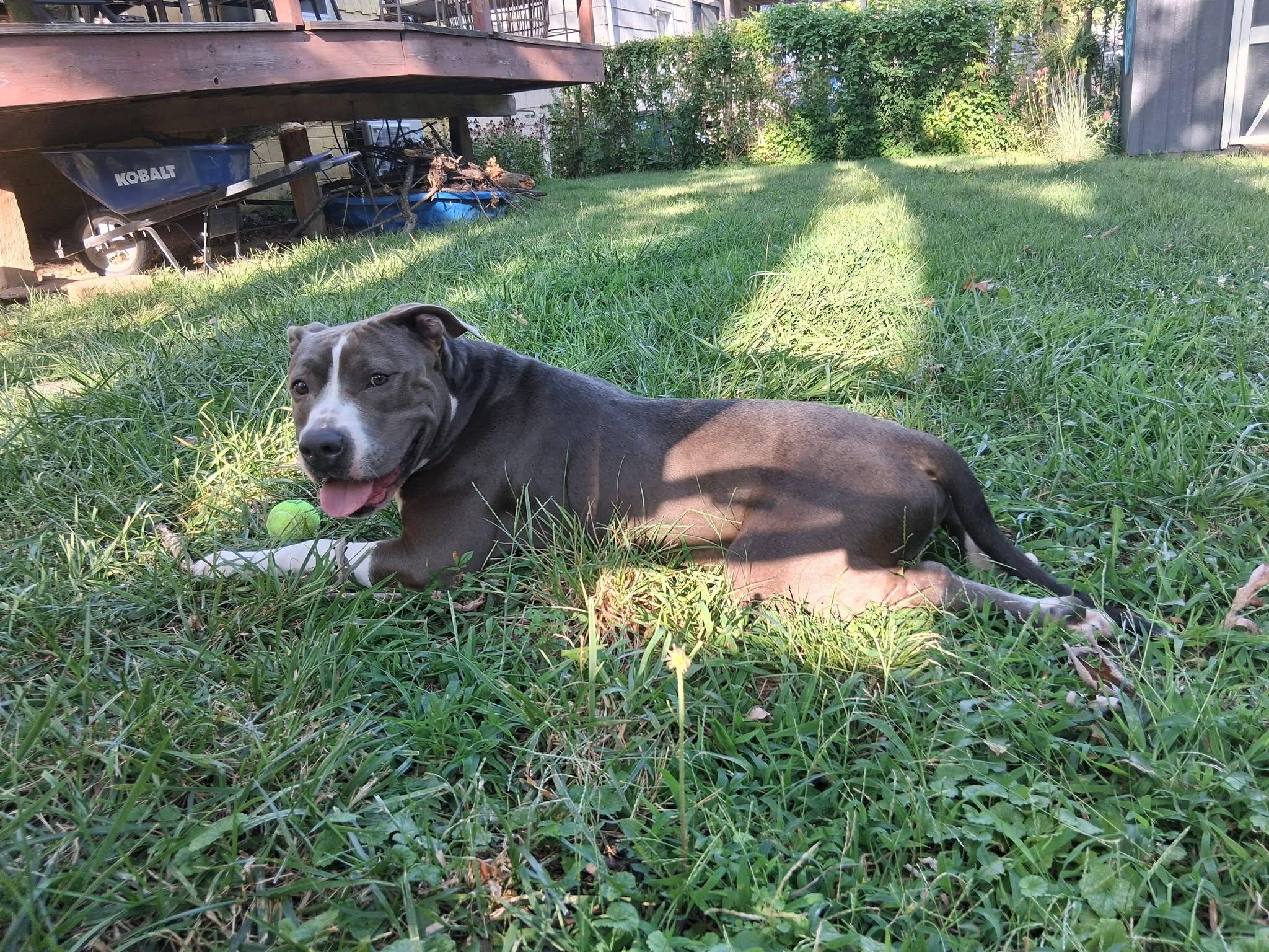 Enlarge Delgado, a Adoptable Pit Bull Terrier in Kansas City, MO image 6/6