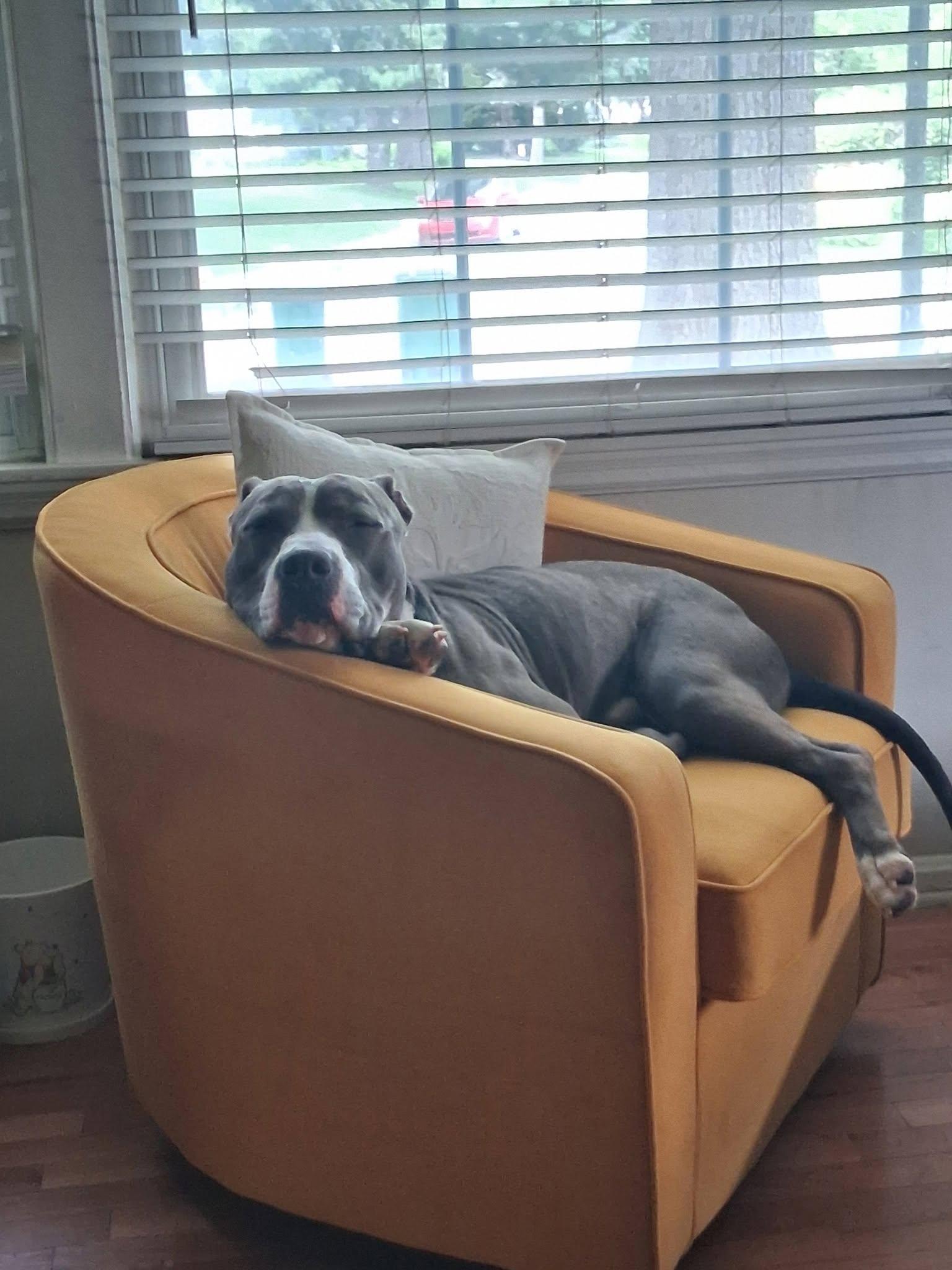 Enlarge Delgado, a Adoptable Pit Bull Terrier in Kansas City, MO image 3/6