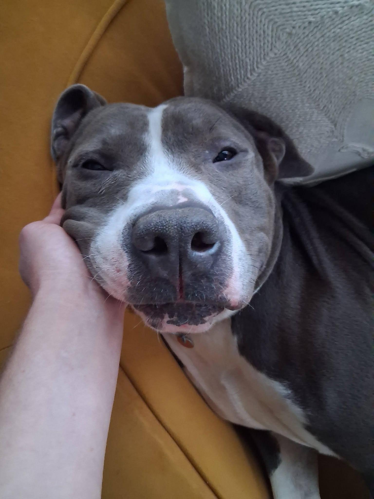 Enlarge Delgado, a Adoptable Pit Bull Terrier in Kansas City, MO image 2/6