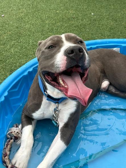 Enlarge Delgado, a Adoptable Pit Bull Terrier in Kansas City, MO image 4/6