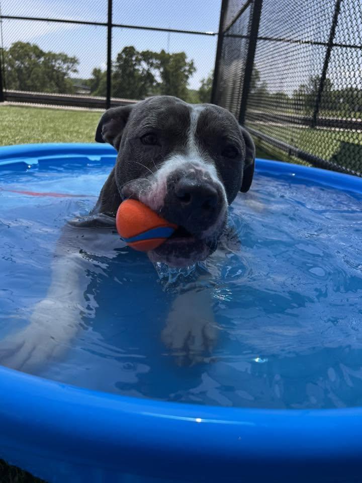 Delgado, ADOPTABLE, Adult Male Pit Bull Terrier.