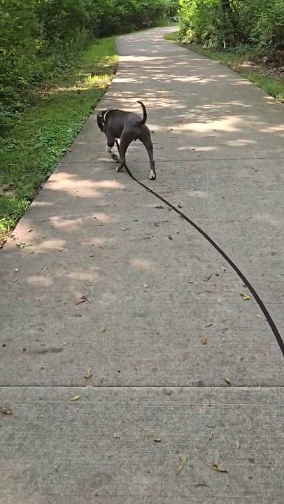Enlarge Delgado, a Adoptable Pit Bull Terrier in Kansas City, MO video 5/6