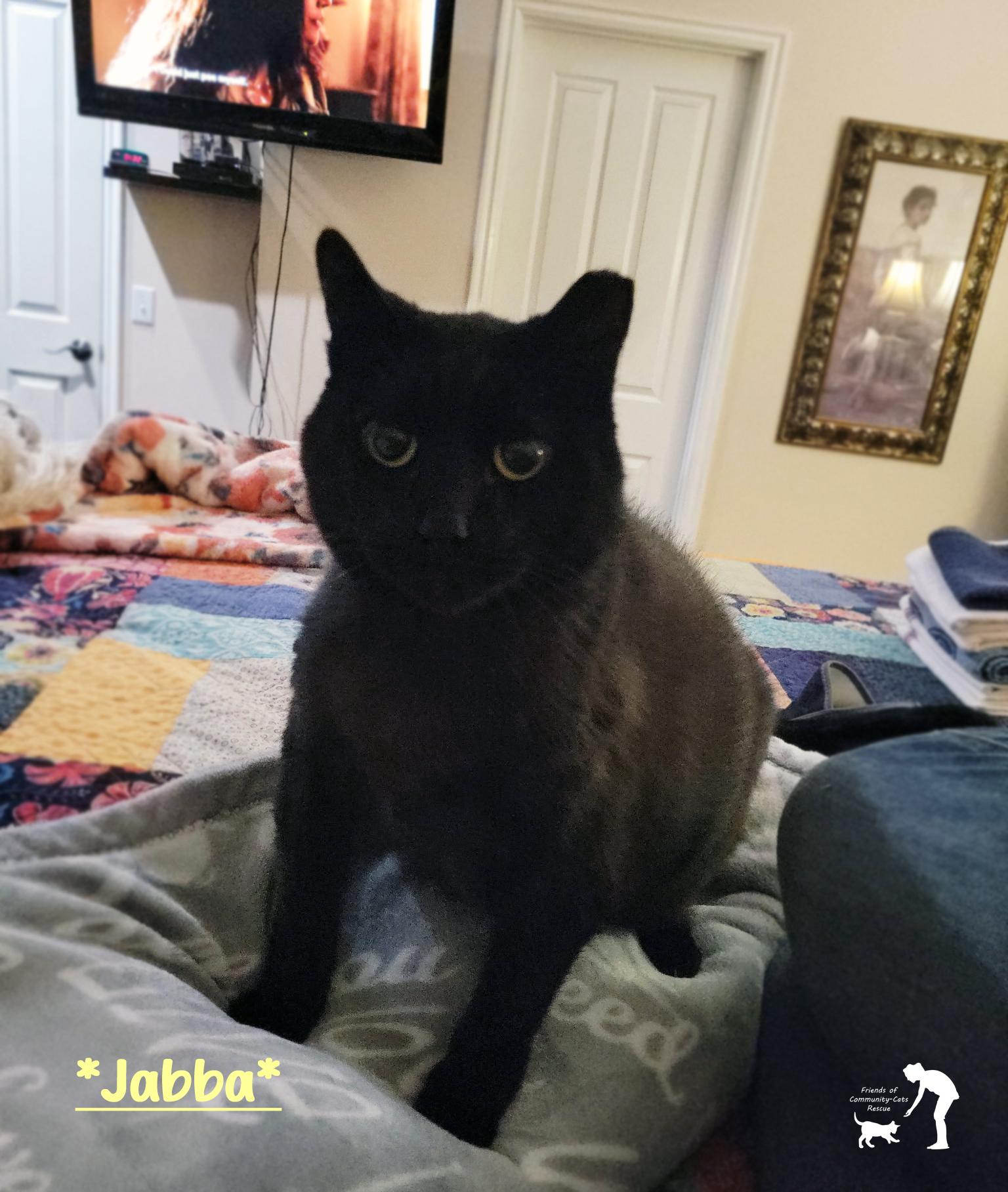 Jabba, ADOPTABLE, Senior Male Domestic Short Hair.