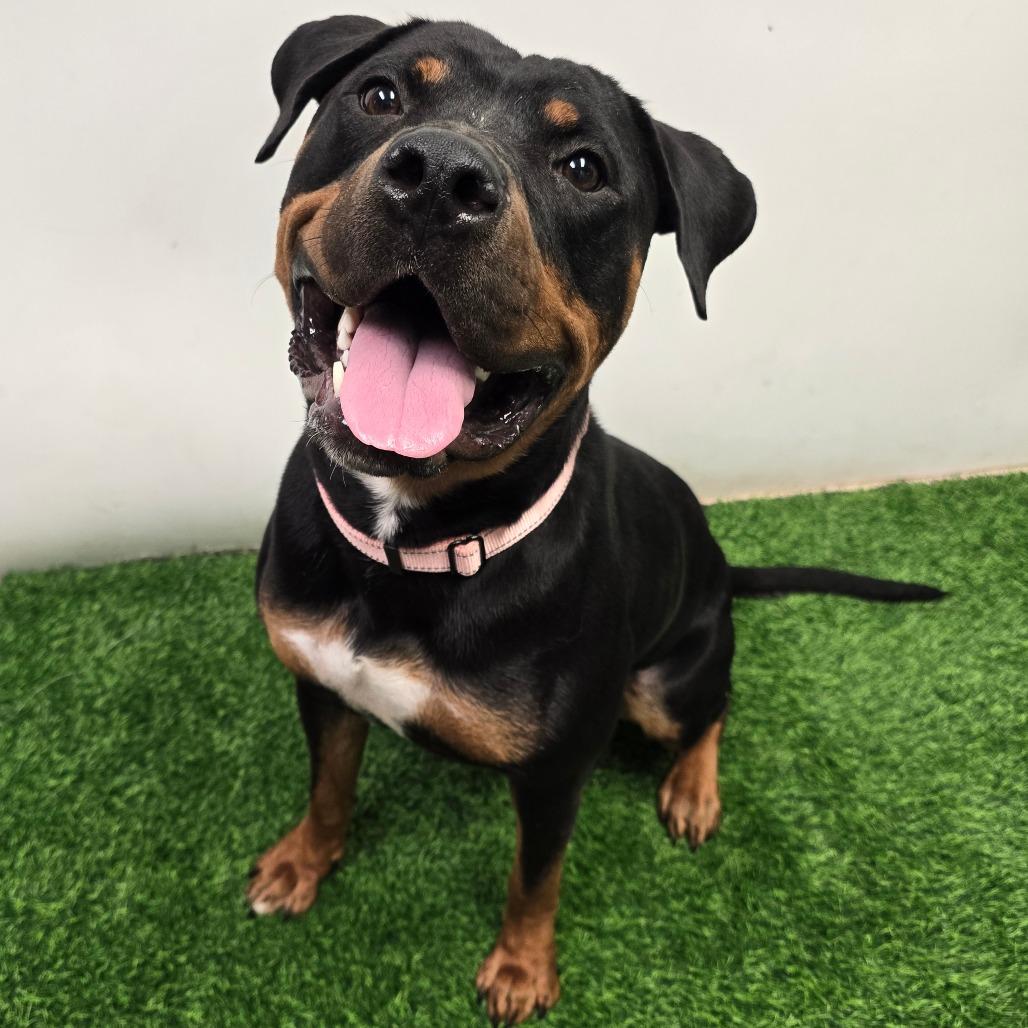 Princess, Adoptable, Adult Female Rottweiler.